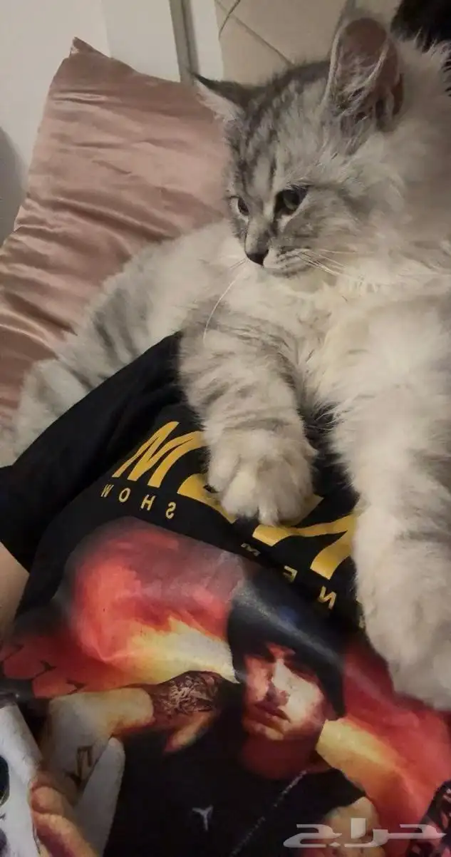 قط ذكر الطايف 1