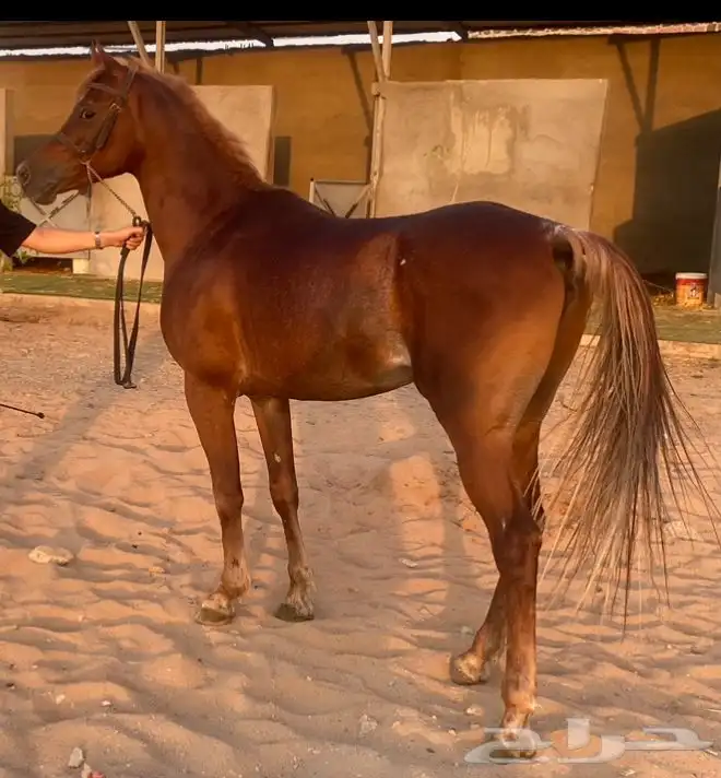 حصان مصري 4