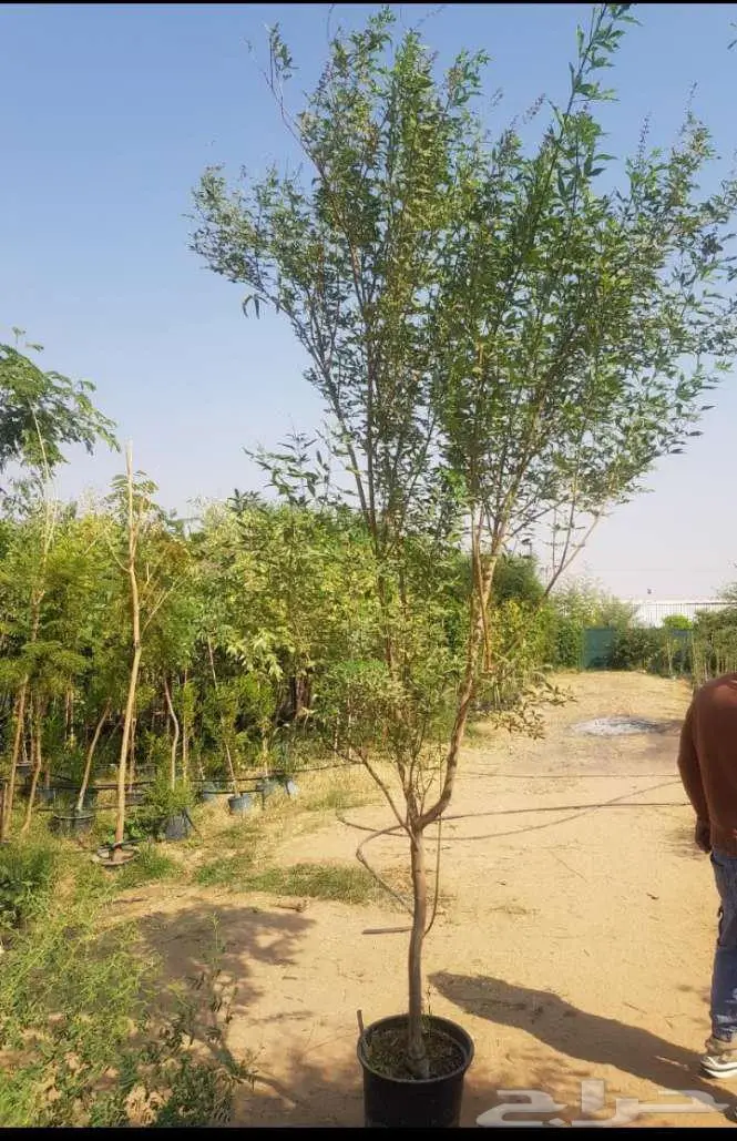 نخل واشنطني 1