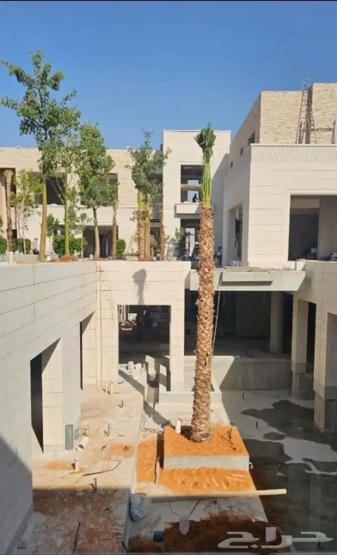 نخل زينه امريكي 3