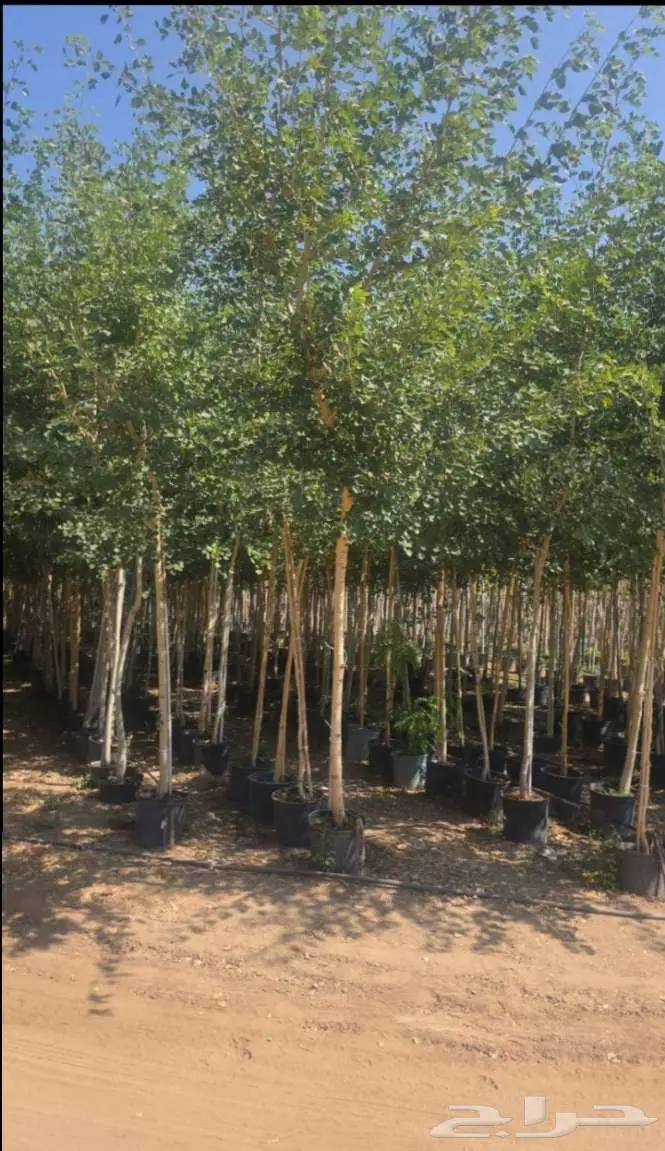 نخل واشنطني 3