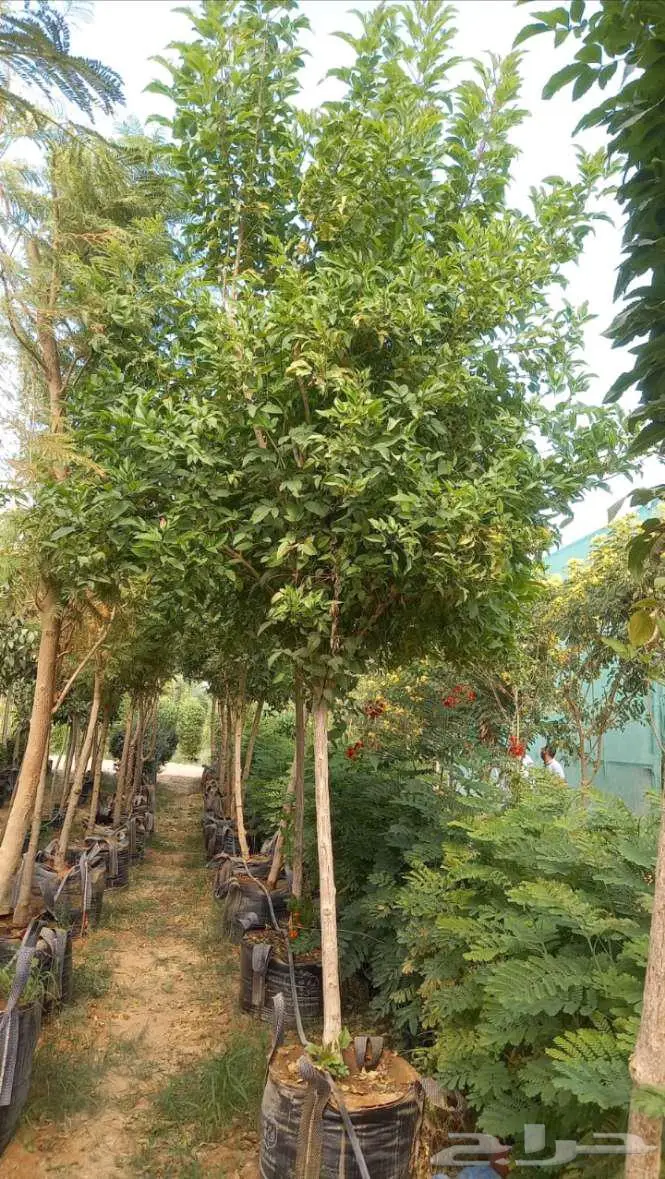 نخل واشنطني 5