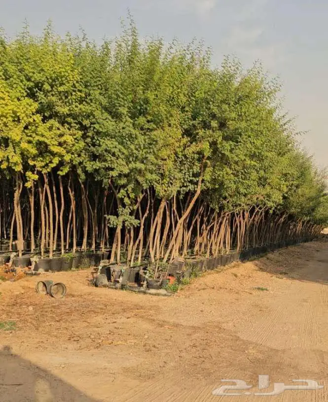 نخل واشنطني 4