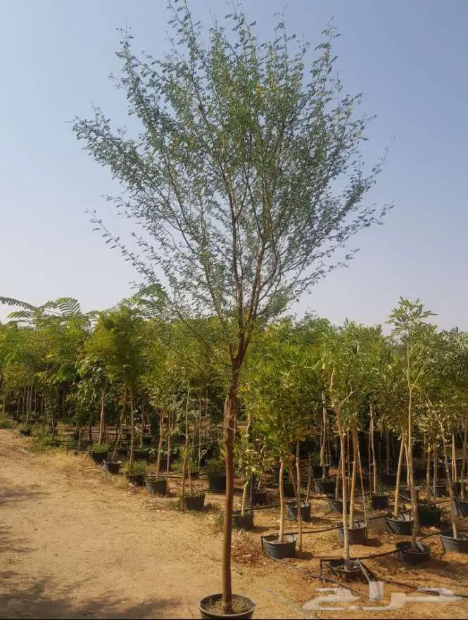 نخل واشنطني 2