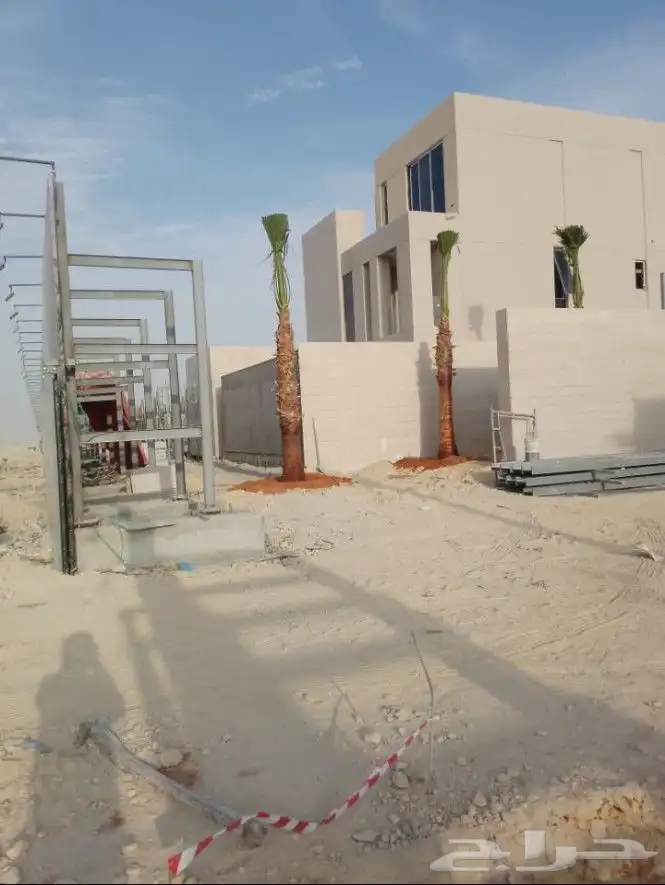 نخل زينه امريكي 4