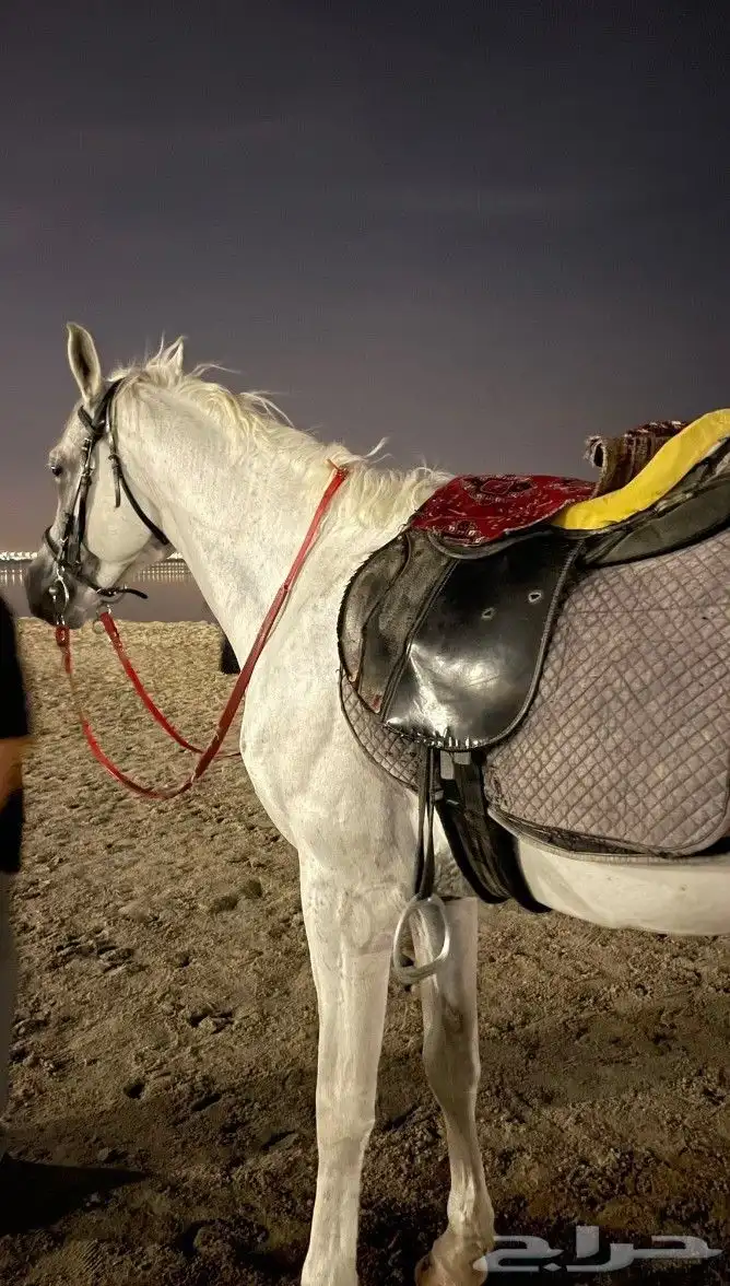 علاج كل امراض الخيل 8