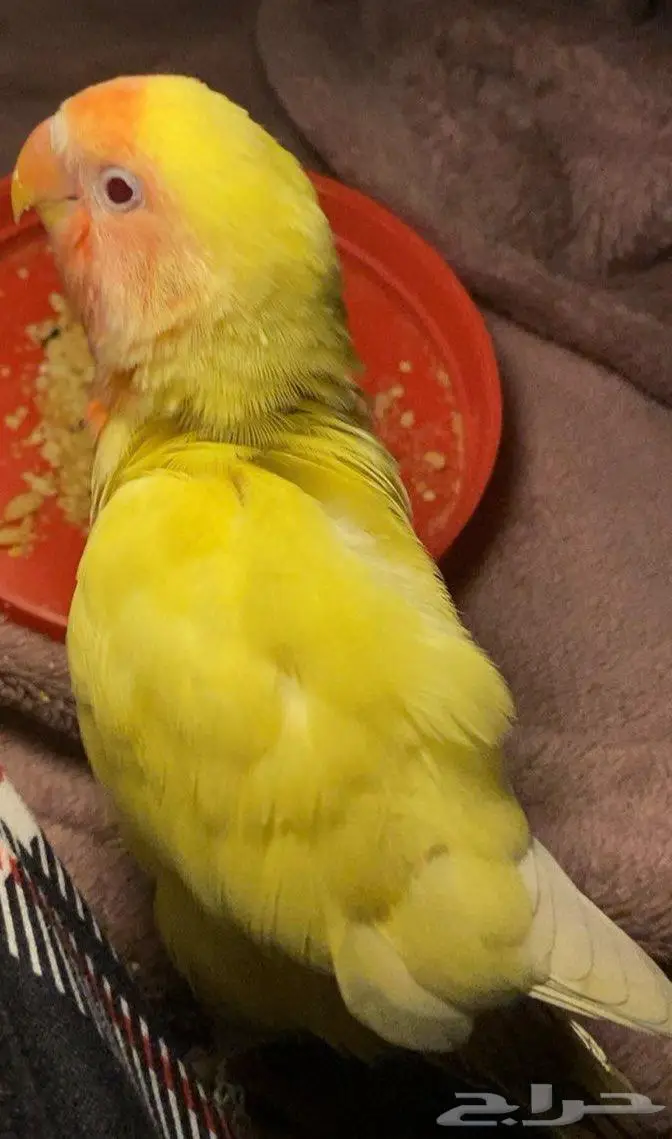 فرخ روز لاتينو 1