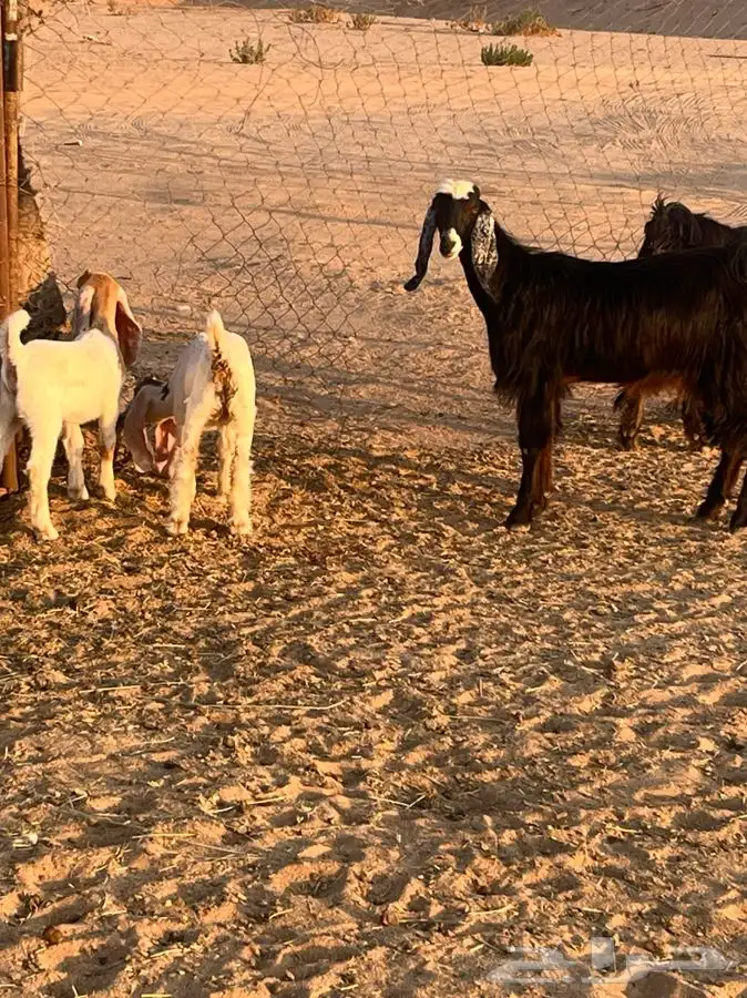 معزاء مولده 0