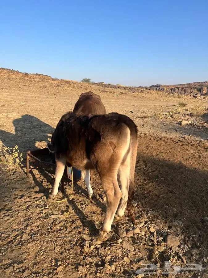بقره عليها عجله ومضربه من الثور بس ما فحصتها ولا ادري بس 3