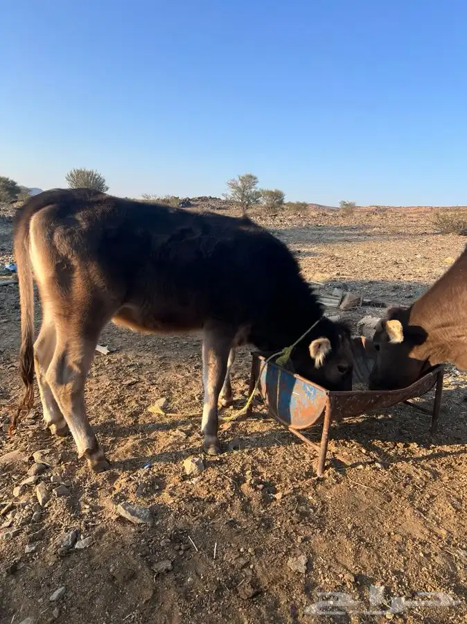بقره عليها عجله ومضربه من الثور بس ما فحصتها ولا ادري بس 1