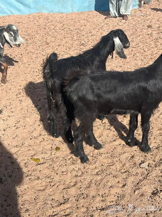 جبل اللوز السرو 3