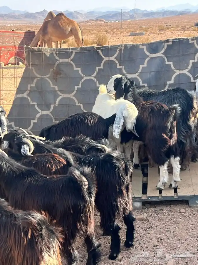 جبل اللوز السرو 1