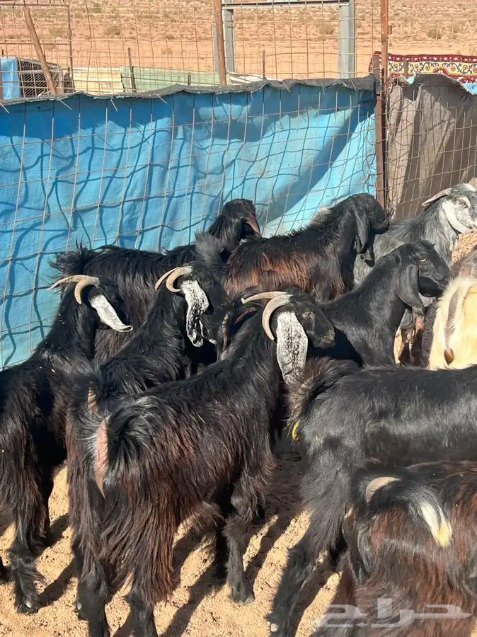 جبل اللوز السرو 0