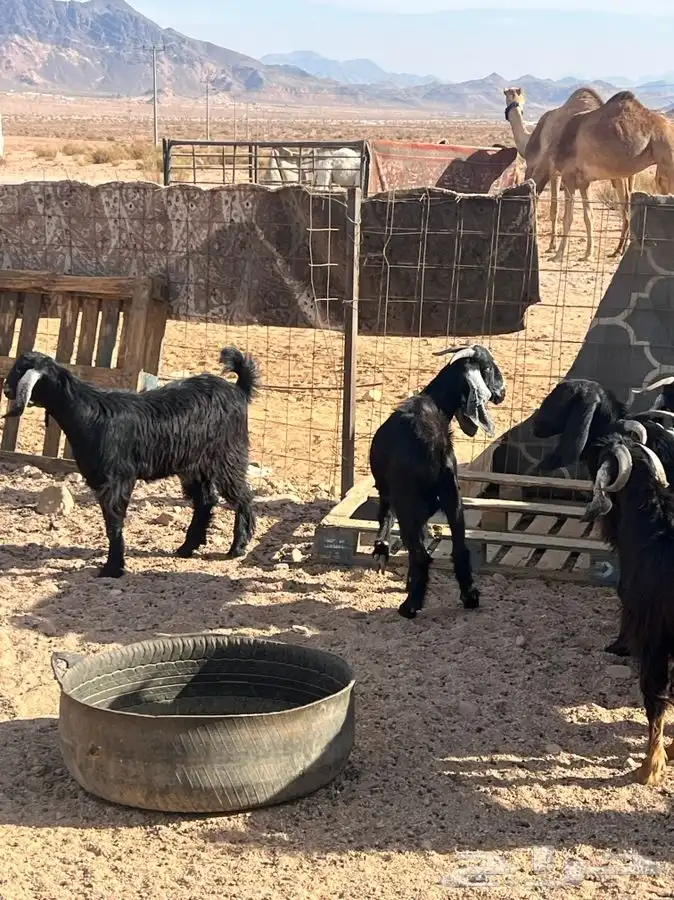 جبل اللوز السرو 4