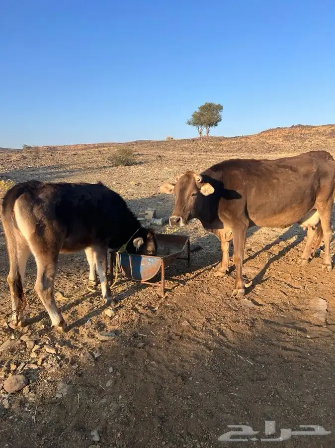بقره عليها عجله ومضربه من الثور بس ما فحصتها ولا ادري بس 0