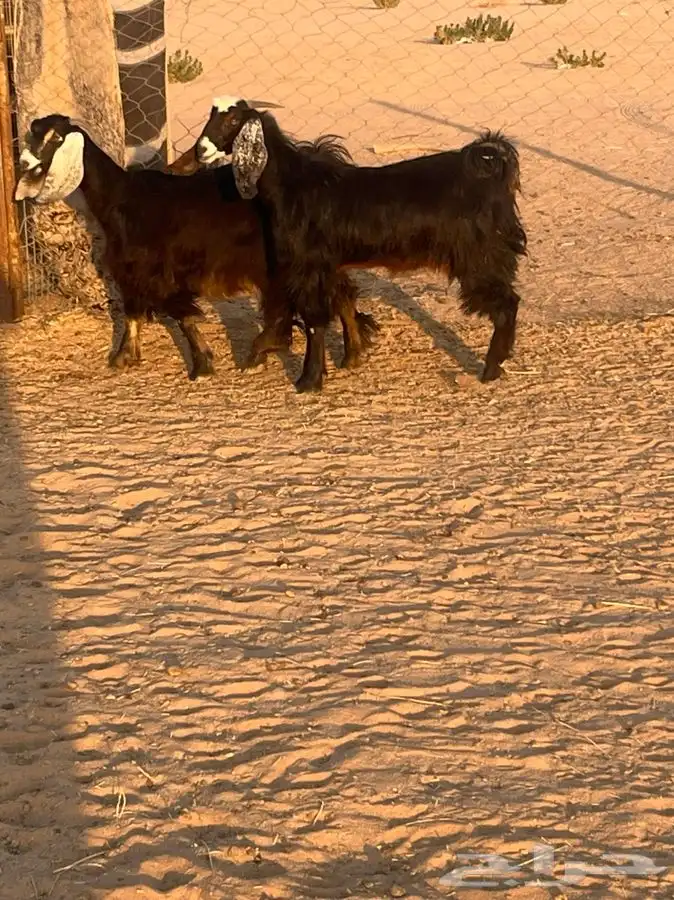 معزاء مولده 2