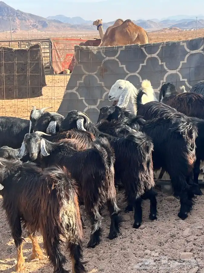 جبل اللوز السرو 2