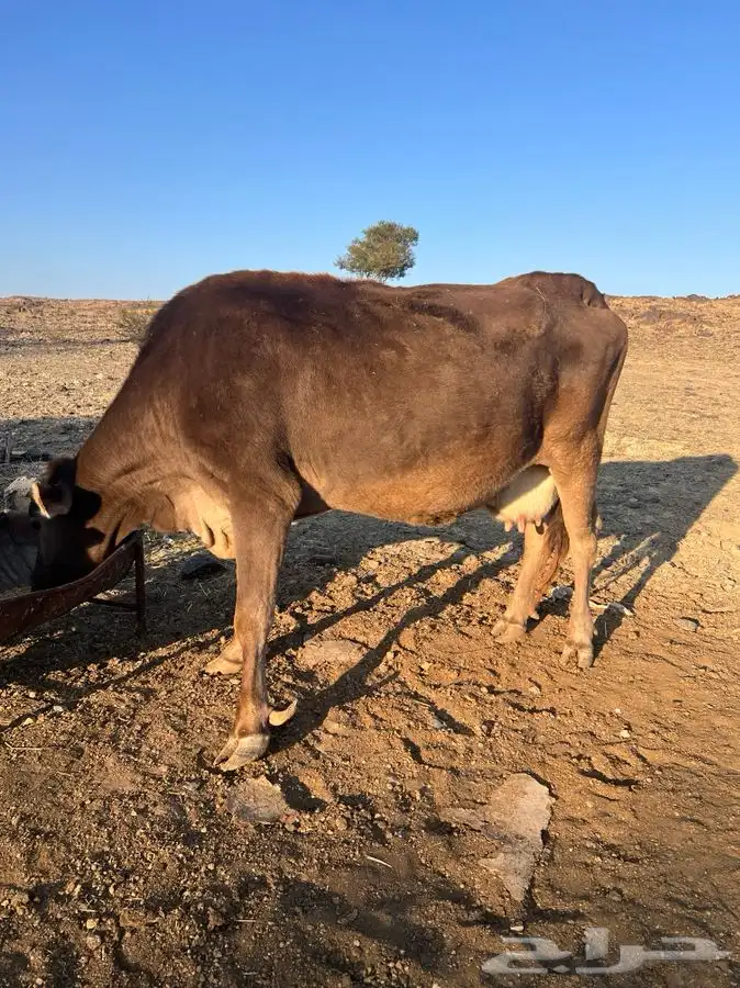 بقره عليها عجله ومضربه من الثور بس ما فحصتها ولا ادري بس 2