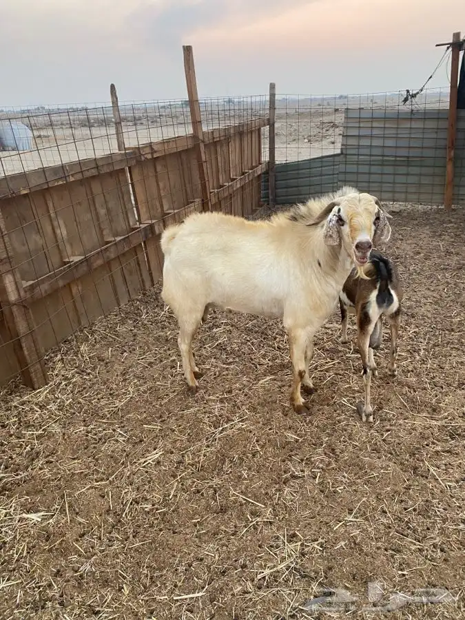 تيس فحل بيشي حار في الضراب 0