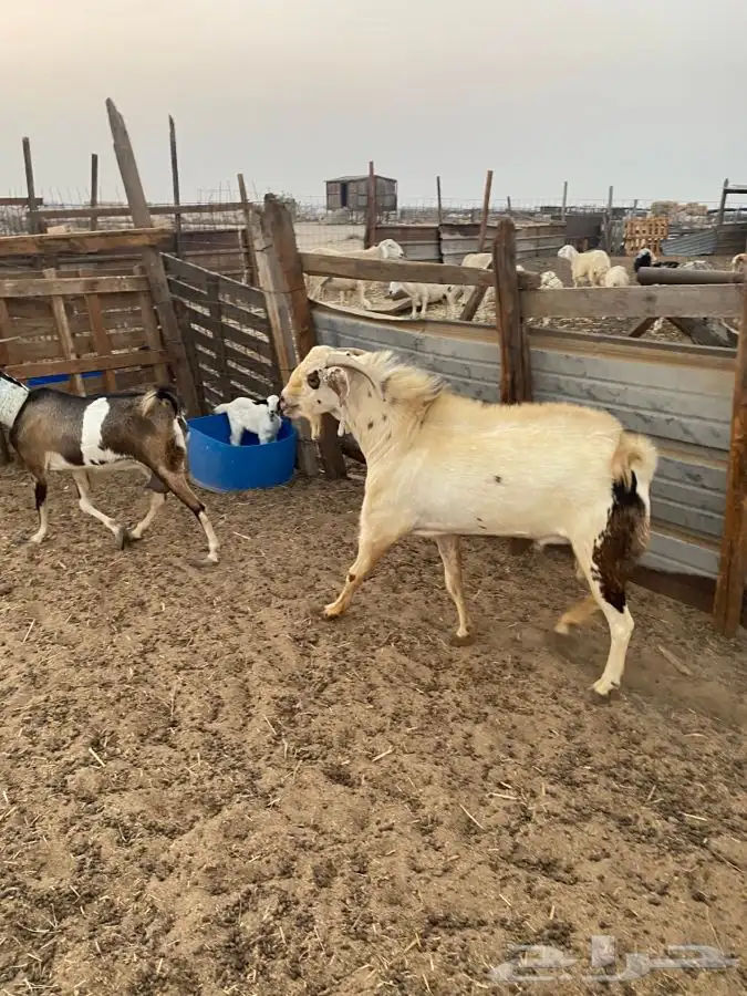 تيس فحل بيشي حار في الضراب 6