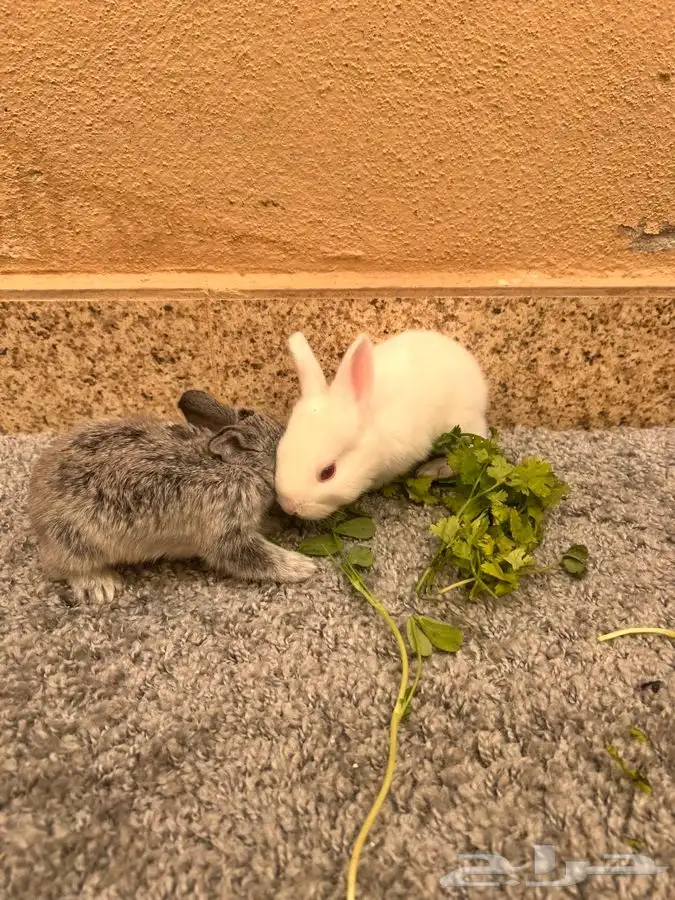 ارانب للبيع 7