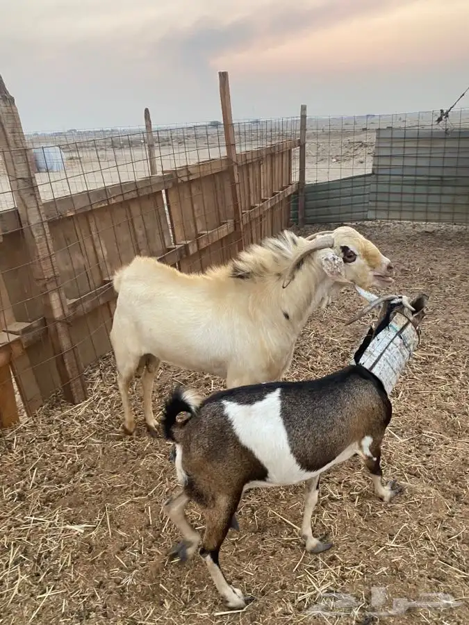 تيس فحل بيشي حار في الضراب 1