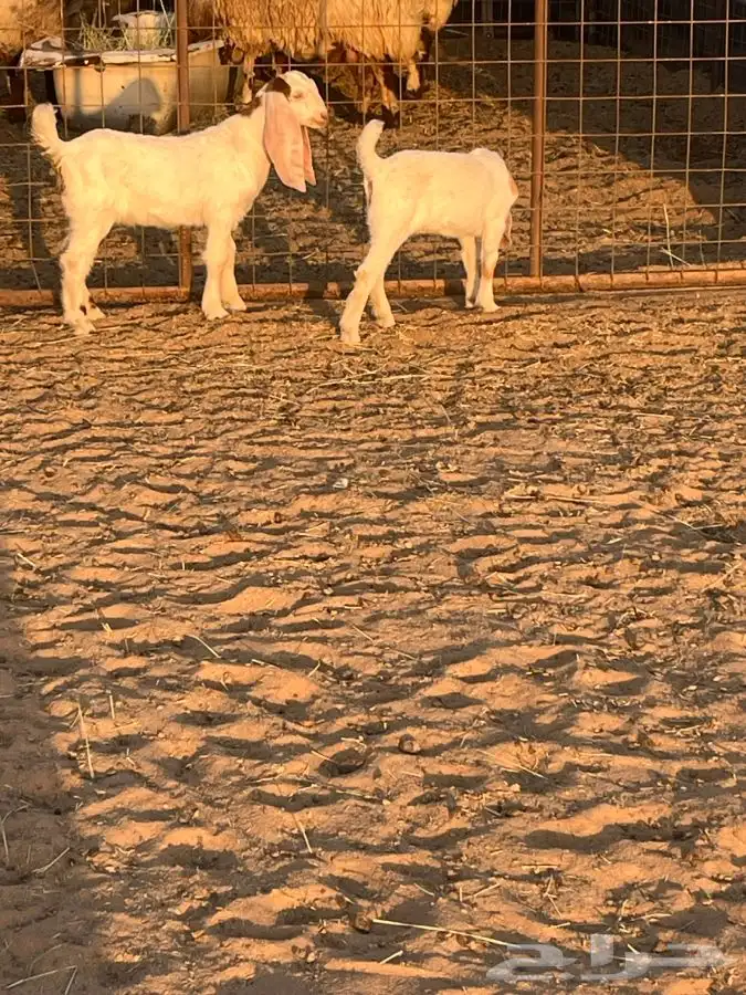 معزاء مولده 1