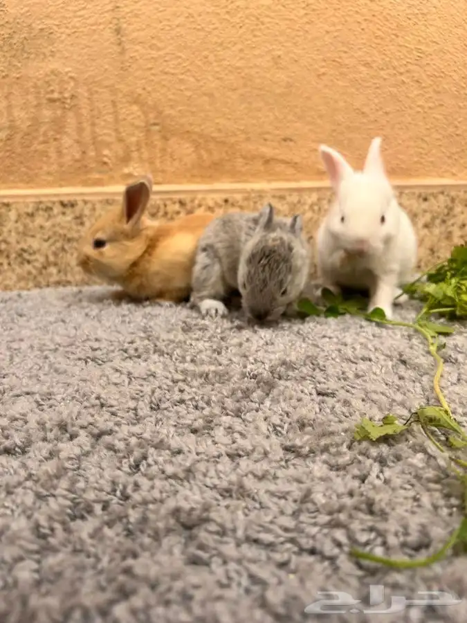 ارانب للبيع 12