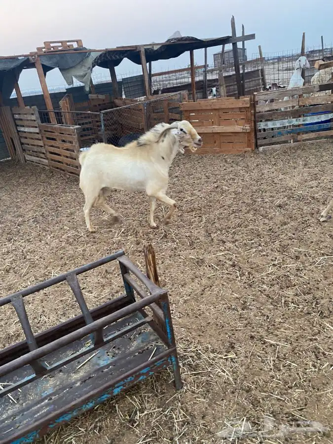 تيس فحل بيشي حار في الضراب 12