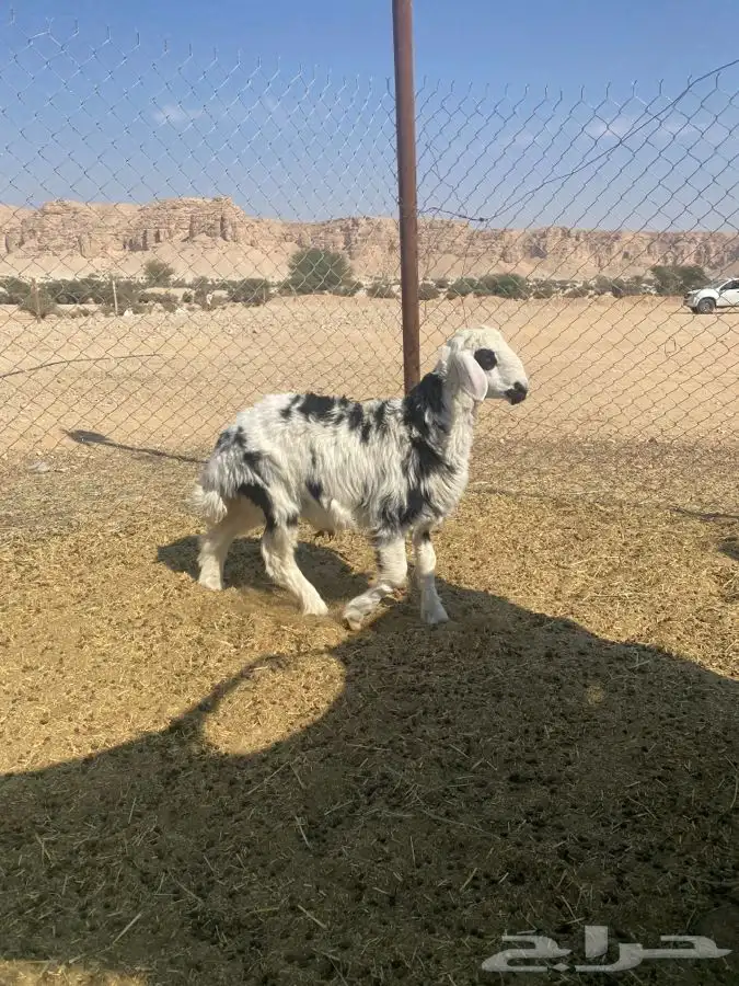 طلي مغلق العمر 6 شهور الموقع طريق نساح 0