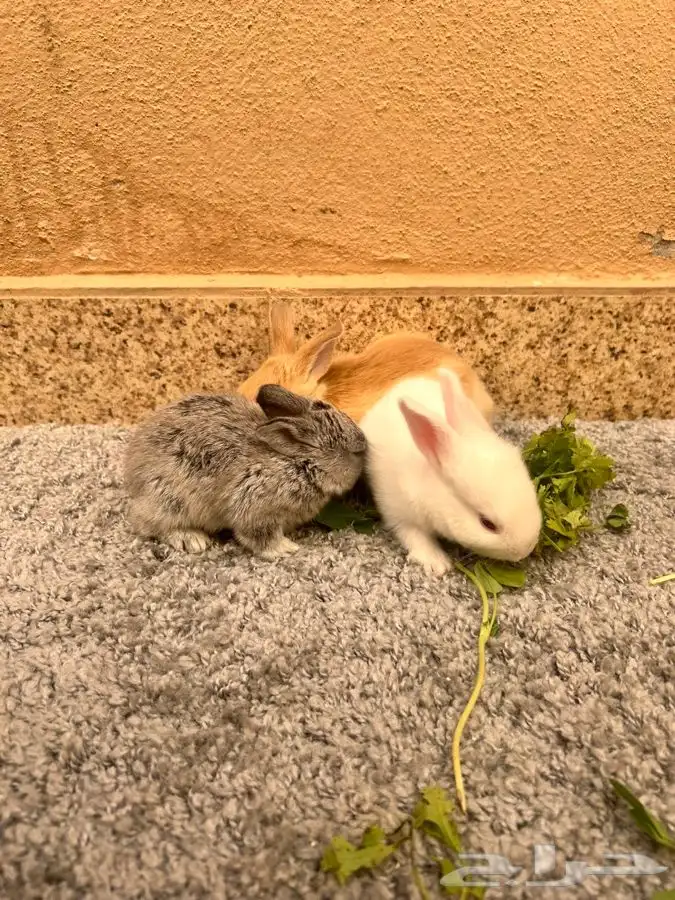 ارانب للبيع 8