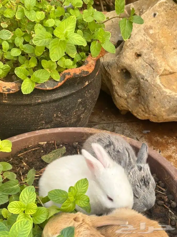 ارانب للبيع 5