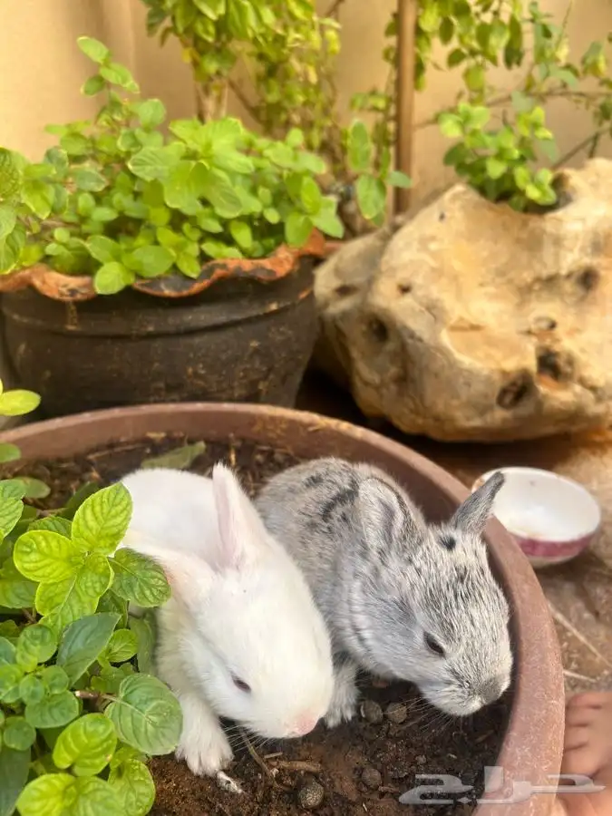 ارانب للبيع 1