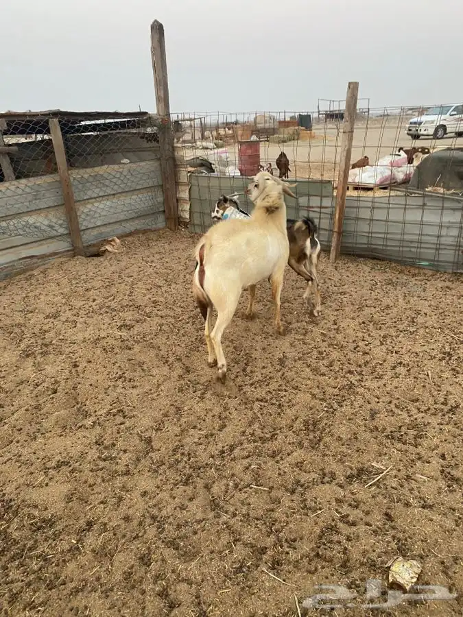 تيس فحل بيشي حار في الضراب 8