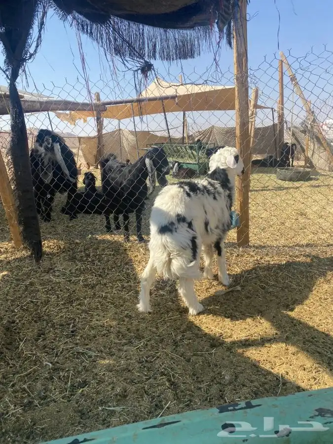 طلي مغلق العمر 6 شهور الموقع طريق نساح 2