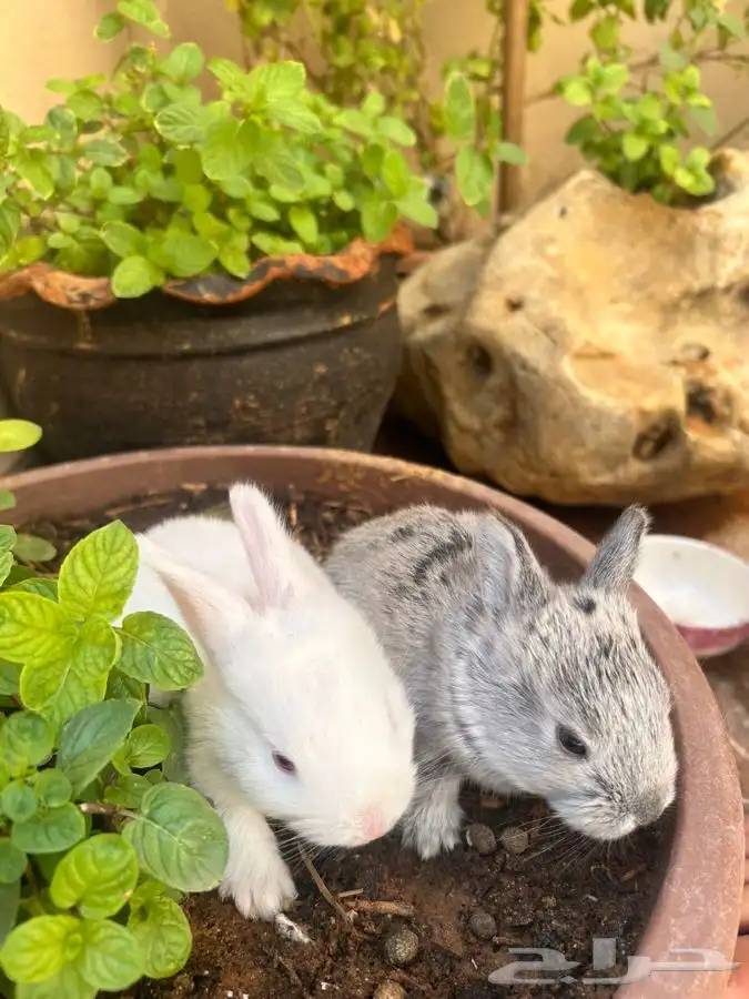 ارانب للبيع 2