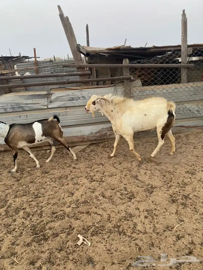 تيس فحل بيشي حار في الضراب 10