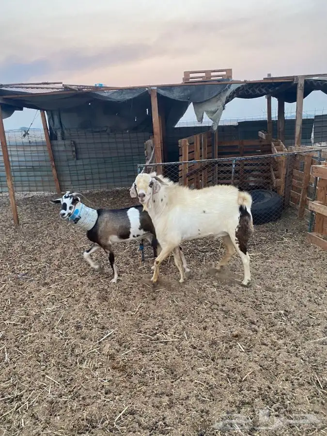 تيس فحل بيشي حار في الضراب 4