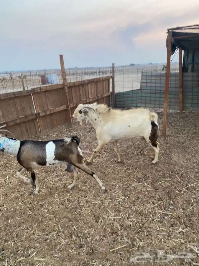 تيس فحل بيشي حار في الضراب 2