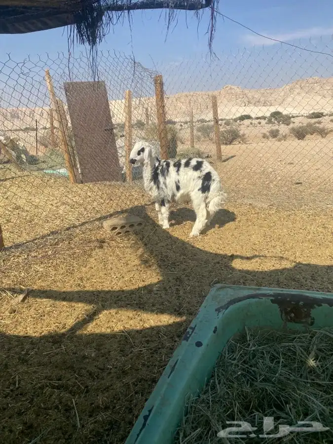 طلي مغلق العمر 6 شهور الموقع طريق نساح 1