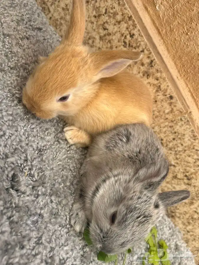 ارانب للبيع 10