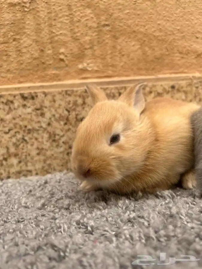 ارانب للبيع 11