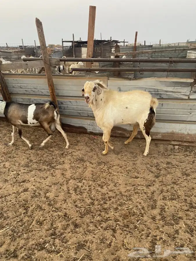 تيس فحل بيشي حار في الضراب 11