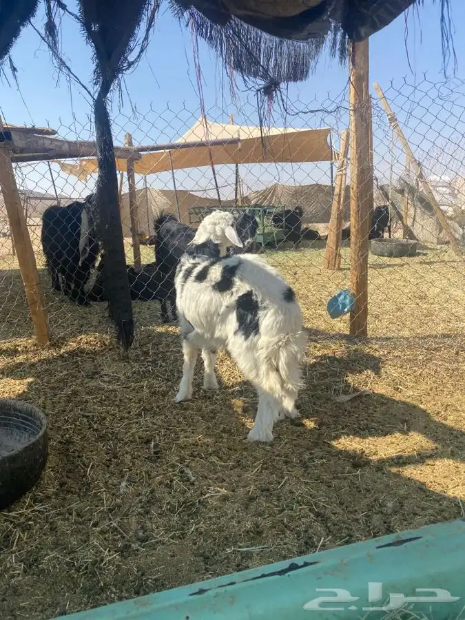 طلي مغلق العمر 6 شهور الموقع طريق نساح 3