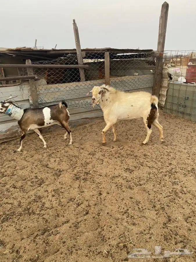 تيس فحل بيشي حار في الضراب 7