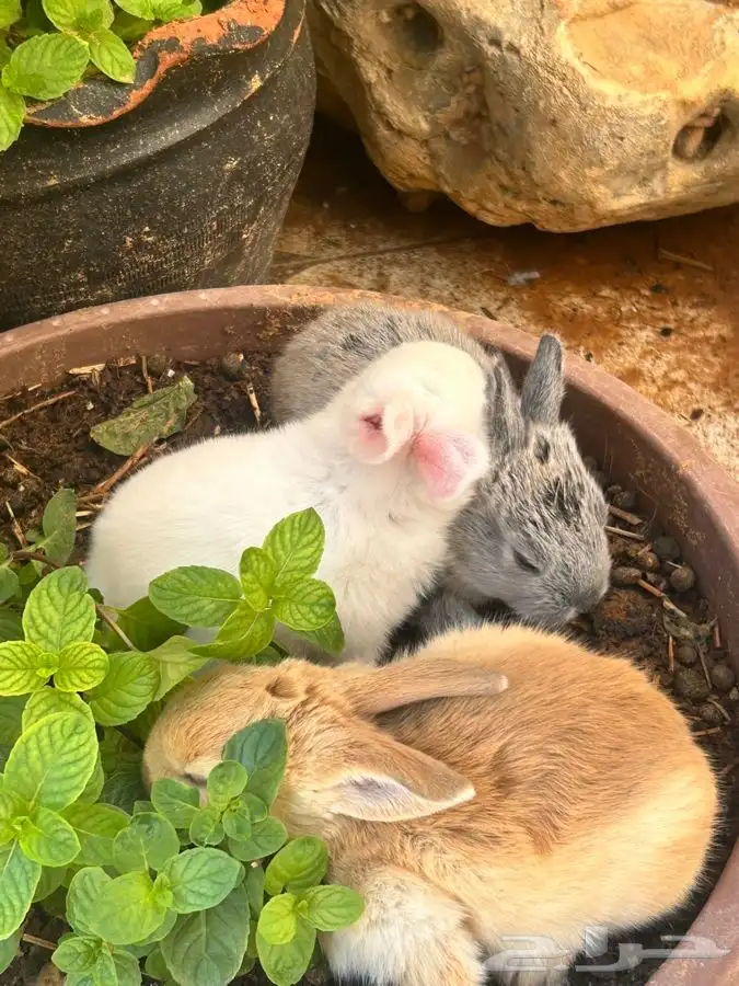 ارانب للبيع 4