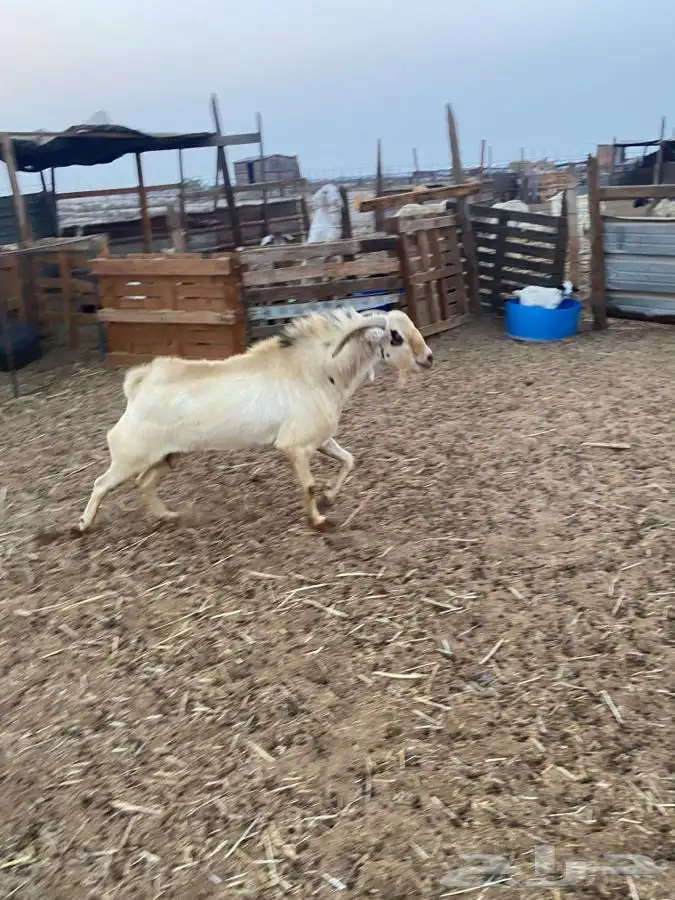 تيس فحل بيشي حار في الضراب 9