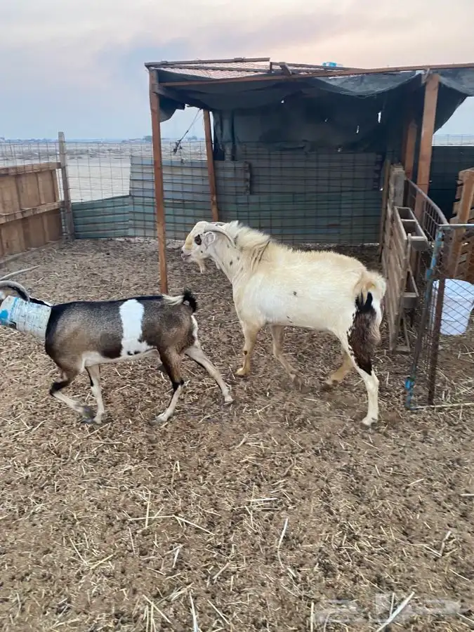 تيس فحل بيشي حار في الضراب 5