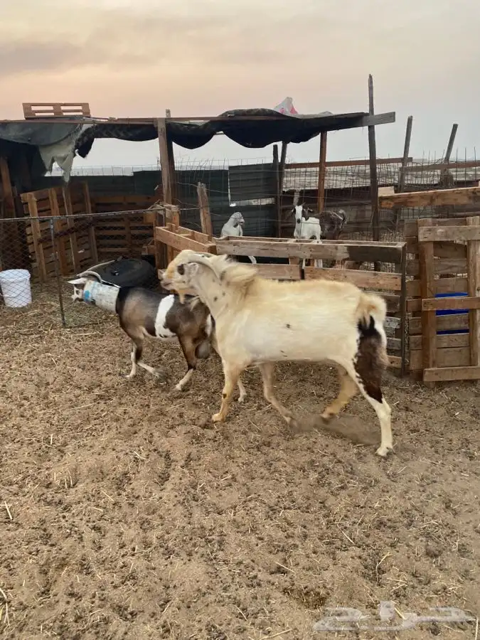 تيس فحل بيشي حار في الضراب 3