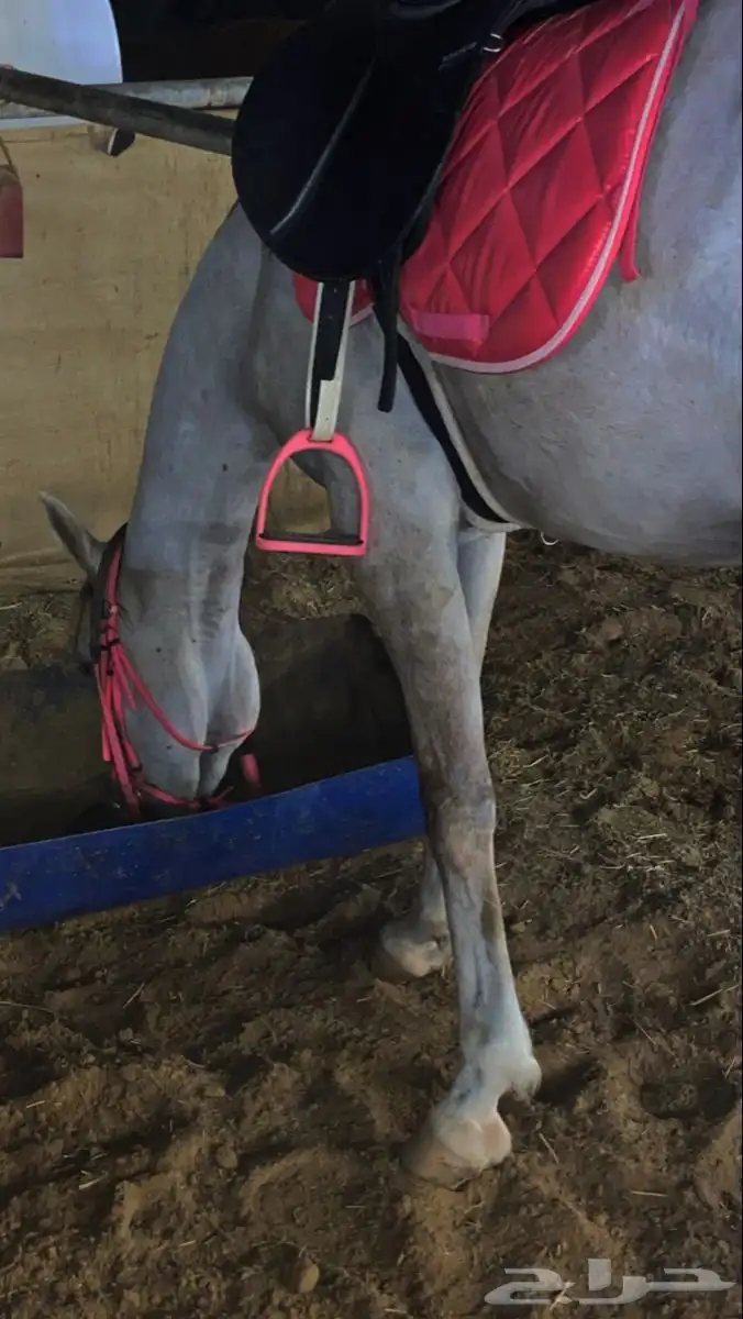 علاج كل امراض الخيل 7